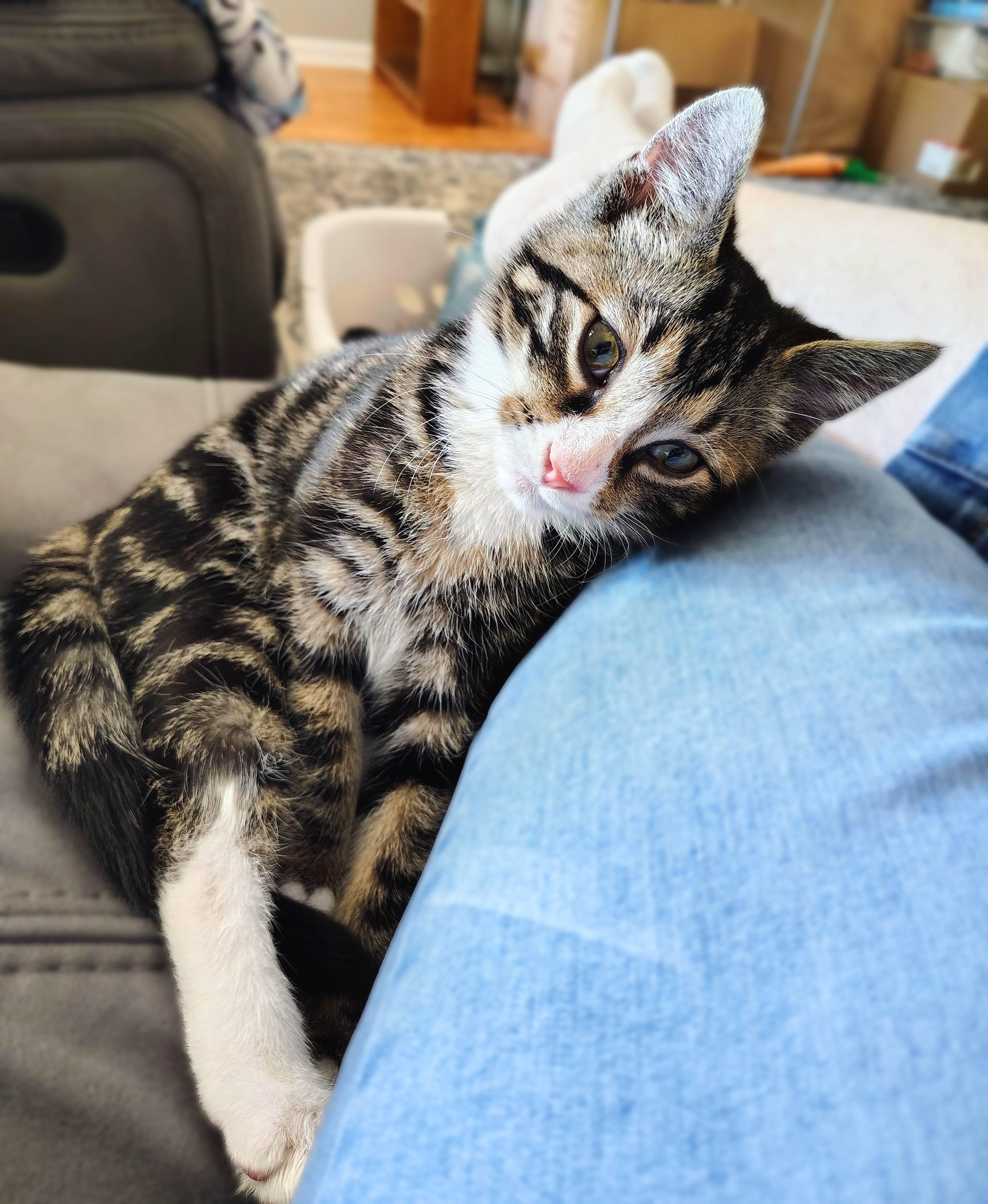 Enlarge Computah, a Adopted Domestic Short Hair in Lemoyne, PA image 5/5