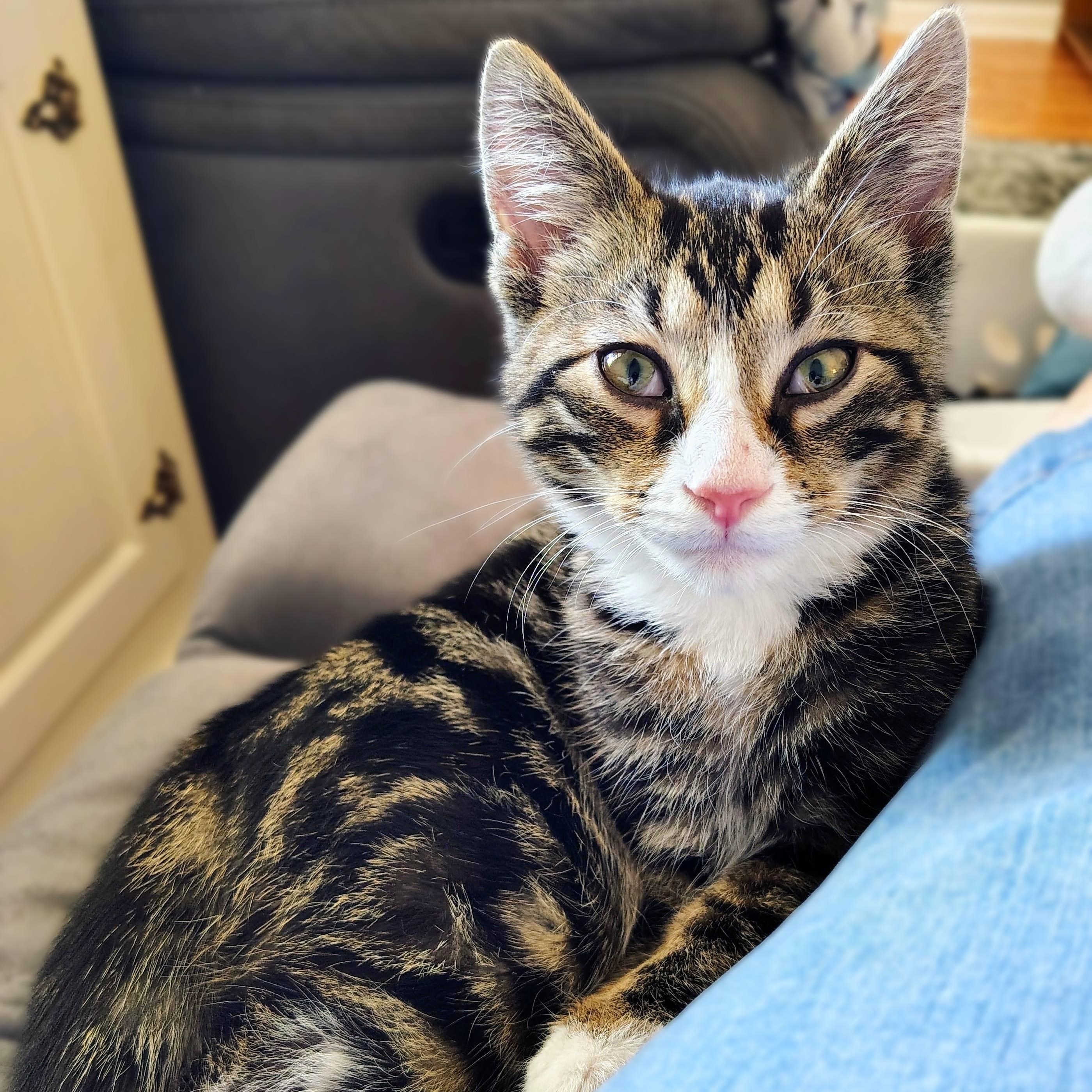 Enlarge Computah, a Adopted Domestic Short Hair in Lemoyne, PA image 1/5