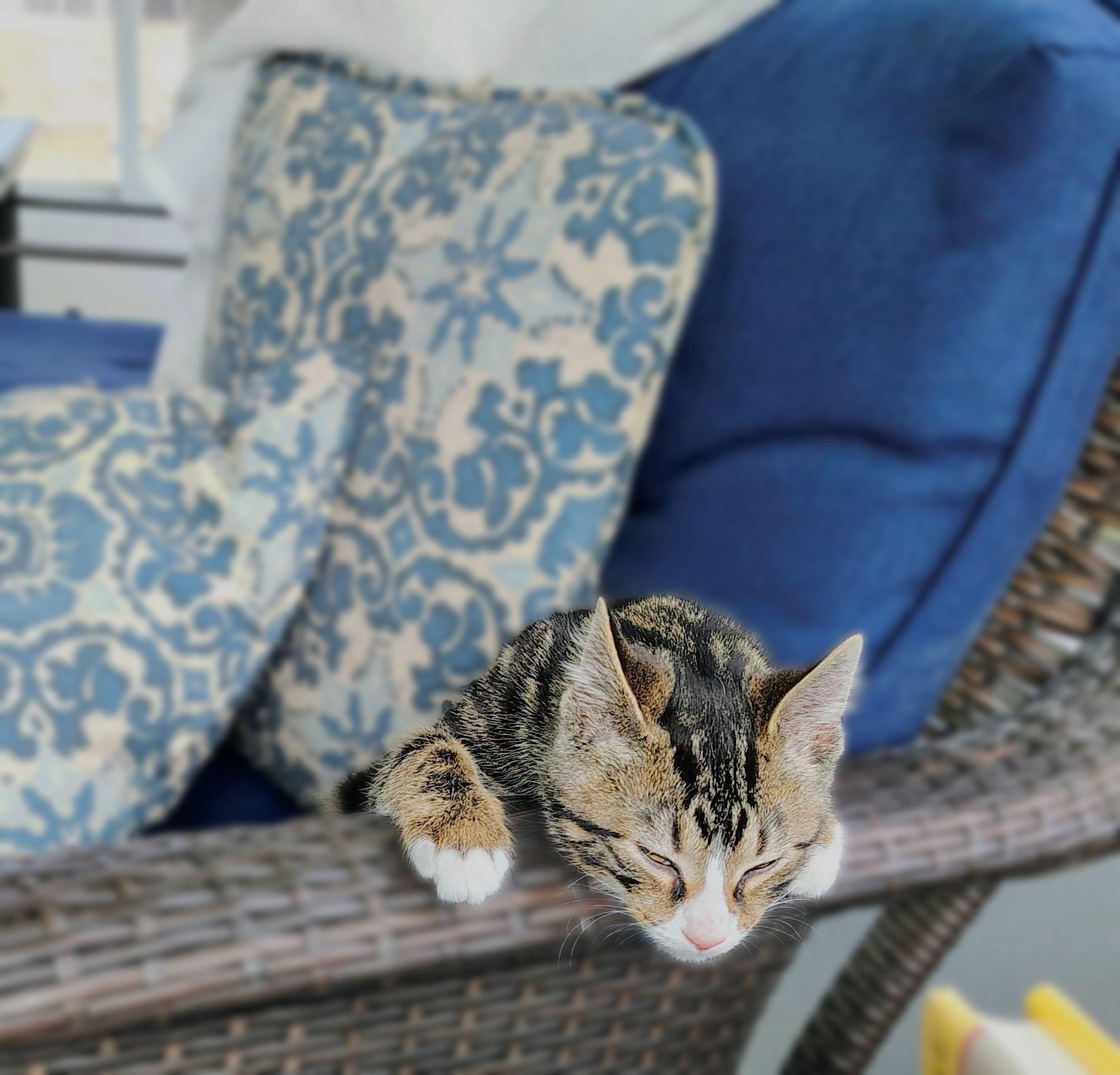 Enlarge Computah, a Adopted Domestic Short Hair in Lemoyne, PA image 3/5
