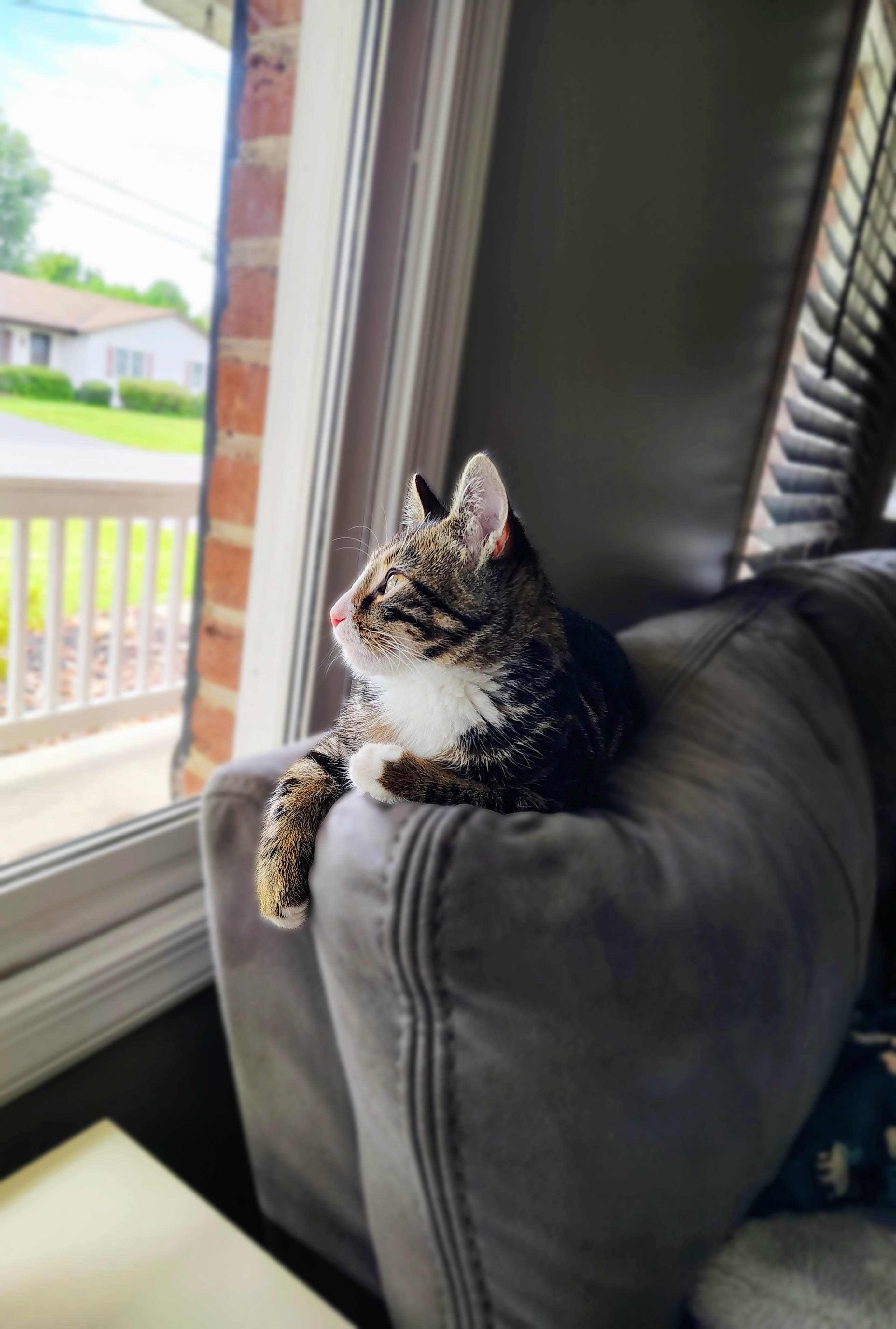 Enlarge Computah, a Adopted Domestic Short Hair in Lemoyne, PA image 4/5