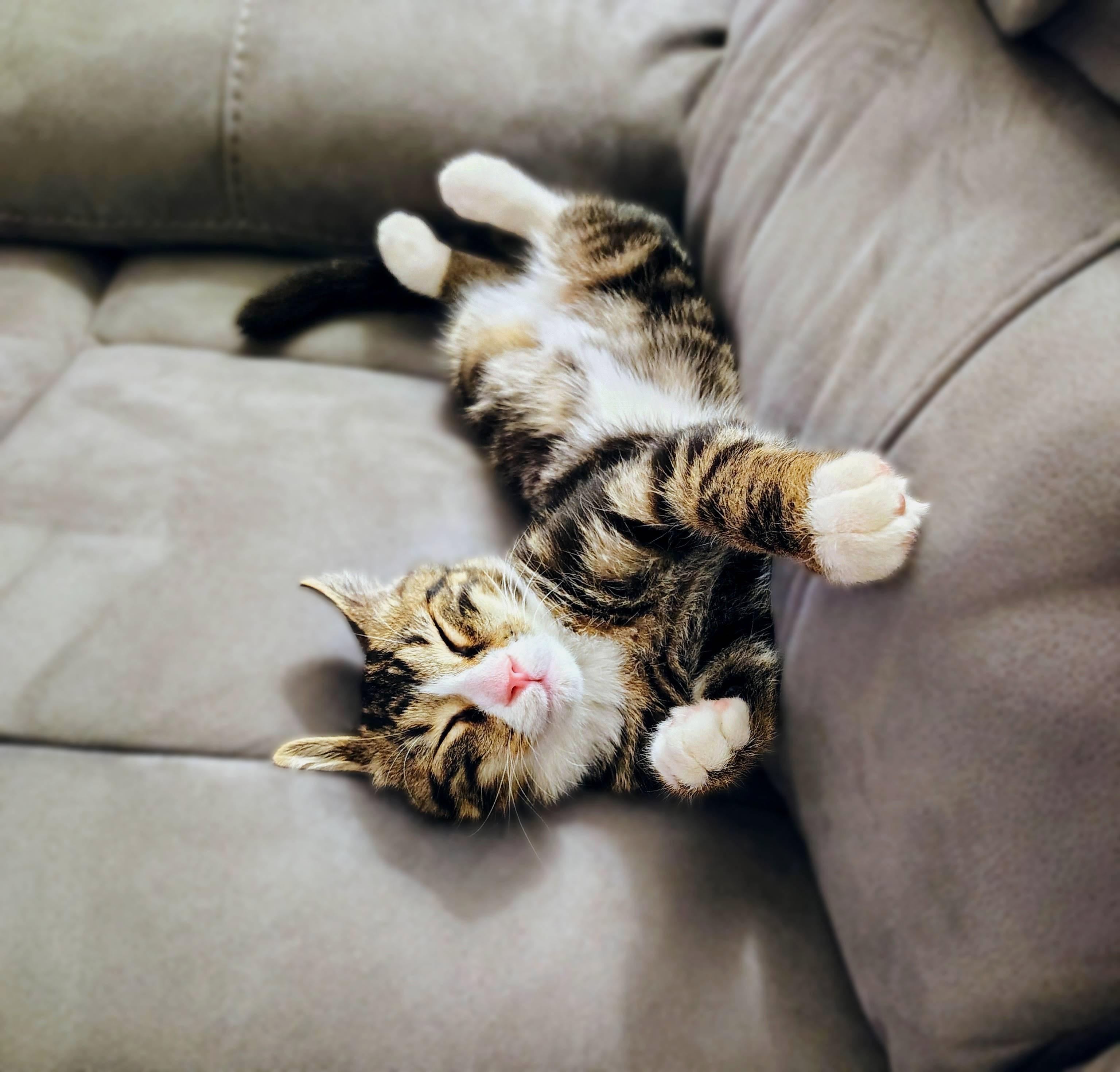 Enlarge Computah, a Adopted Domestic Short Hair in Lemoyne, PA image 2/5
