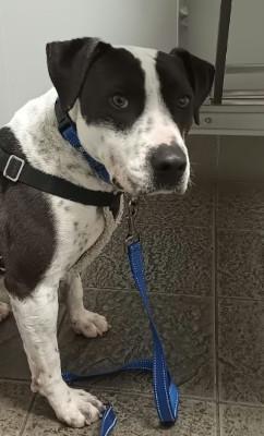 Ketchup, a Adoptable mixed breed in Santa Paula, CA image 6/6