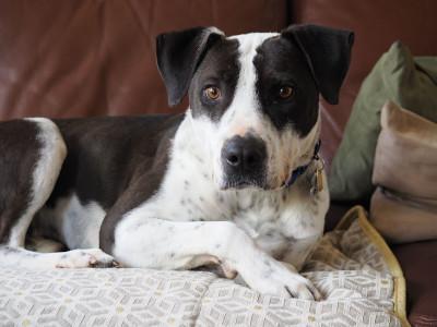 Ketchup, a Adoptable mixed breed in Santa Paula, CA image 5/6