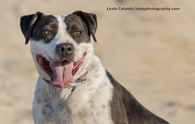 Ketchup, a Adoptable mixed breed in Santa Paula, CA image 1/6