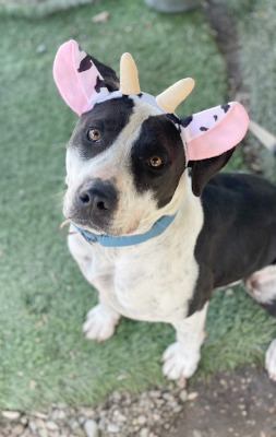 Ketchup, a Adoptable mixed breed in Santa Paula, CA image 2/6