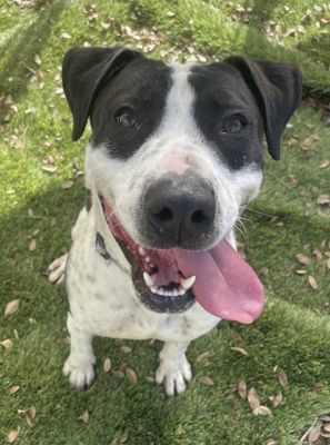 Ketchup, a Adoptable mixed breed in Santa Paula, CA image 3/6