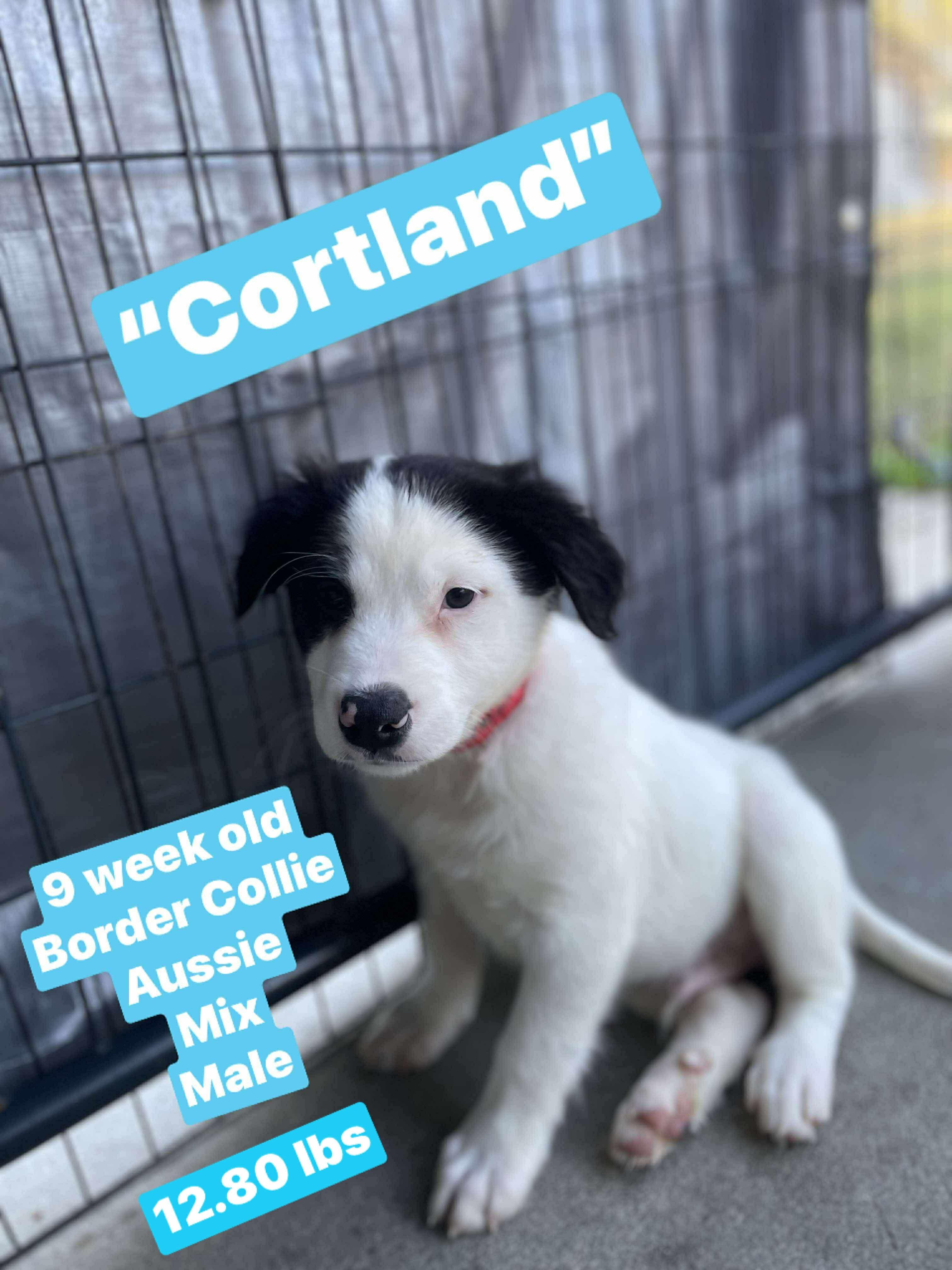 “Cortland”