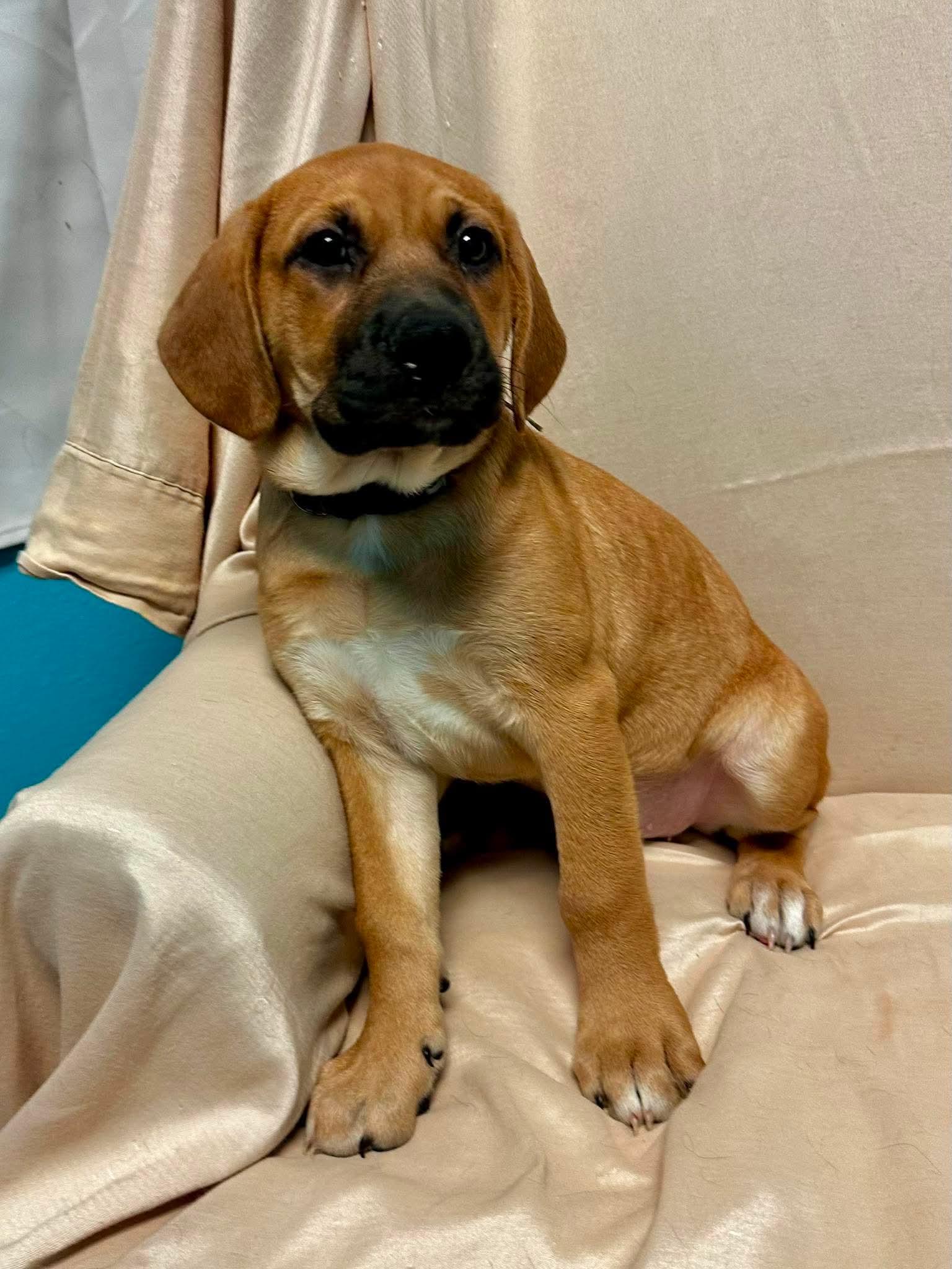 Enlarge Ricotta, a ADOPTABLE mixed breed in Walker, LA image 5/5