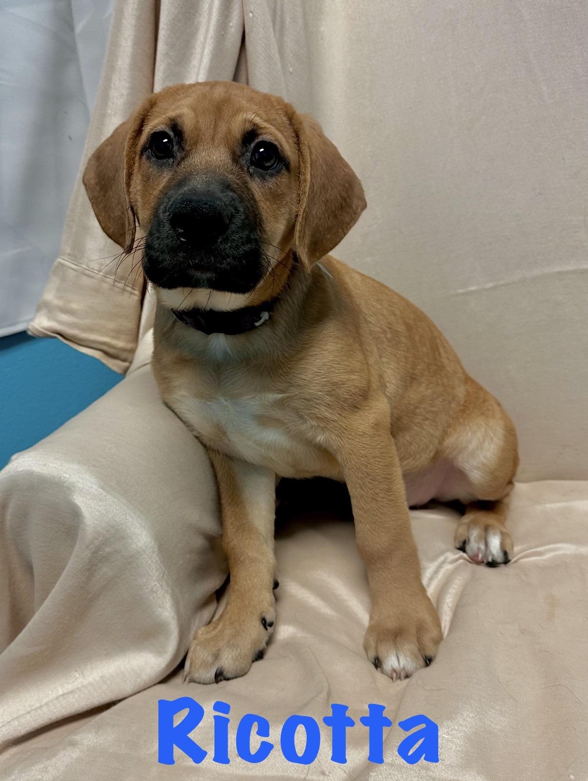 Enlarge Ricotta, a ADOPTABLE mixed breed in Walker, LA image 1/2