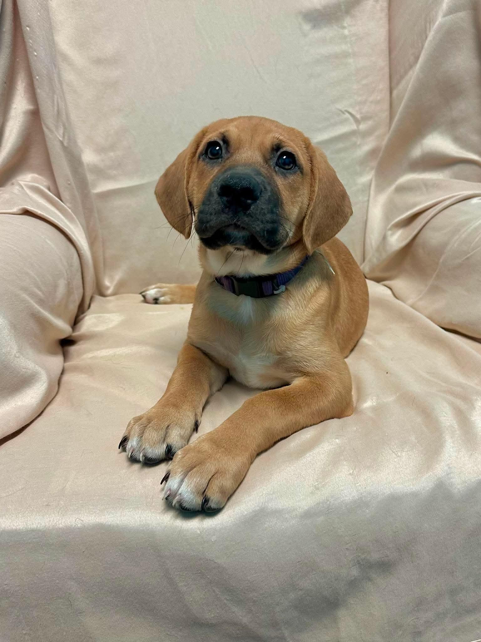 Enlarge Ricotta, a ADOPTABLE mixed breed in Walker, LA image 2/5