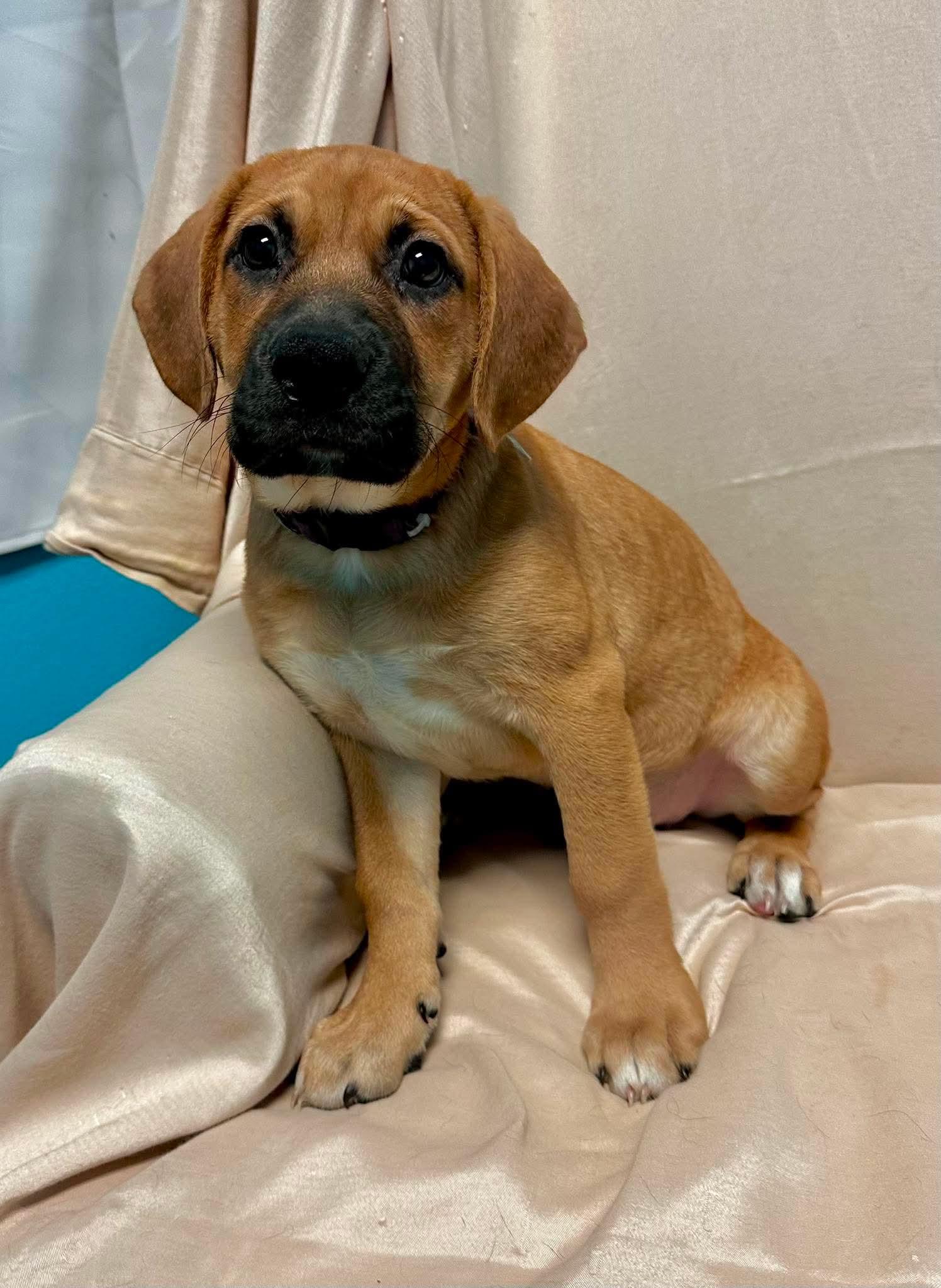 Ricotta, ADOPTABLE, Puppy Female Labrador Retriever.