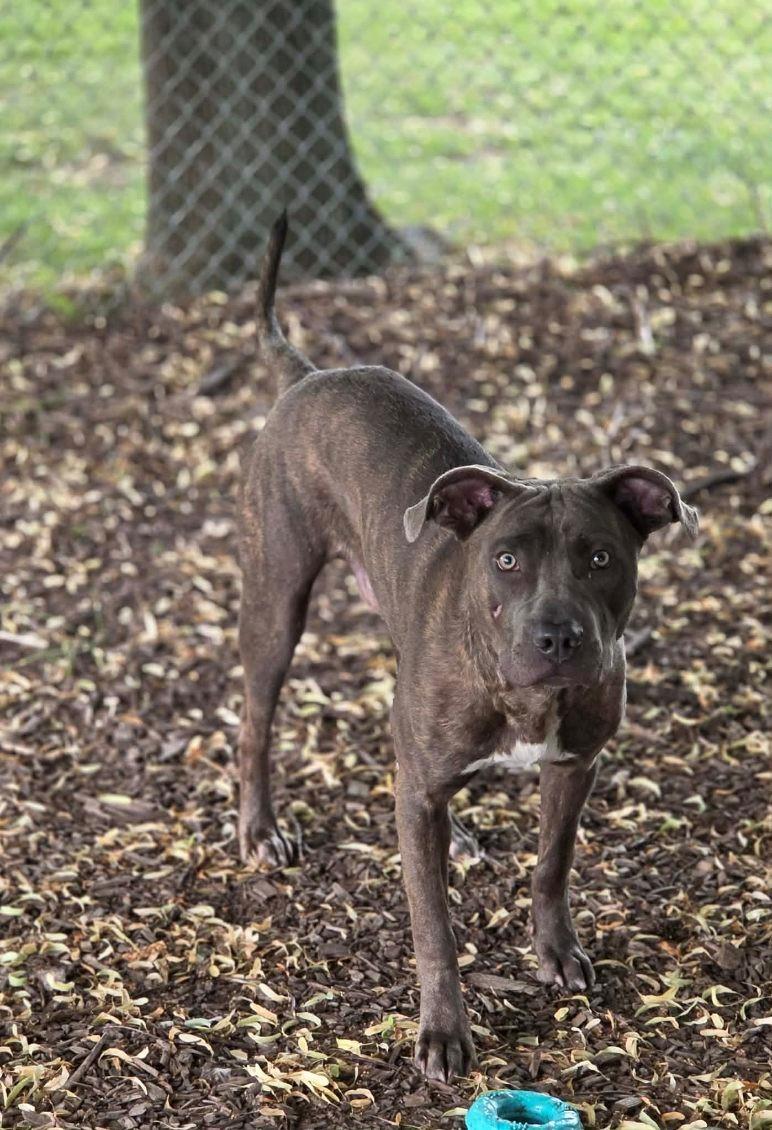 Enlarge Vinny, an adoptable mixed breed in Hamilton, ON image 3/6