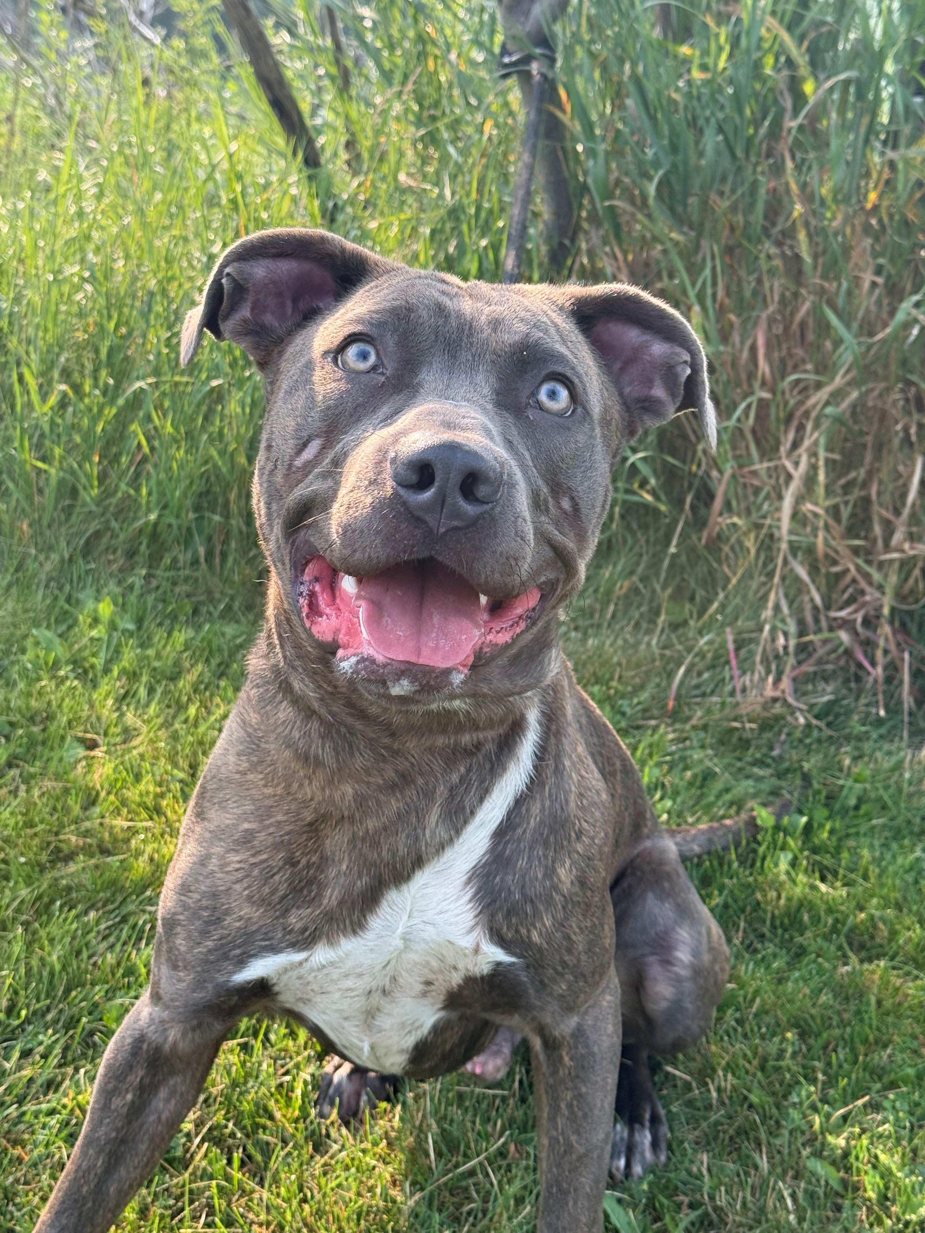 Enlarge Vinny, an adoptable mixed breed in Hamilton, ON image 1/6