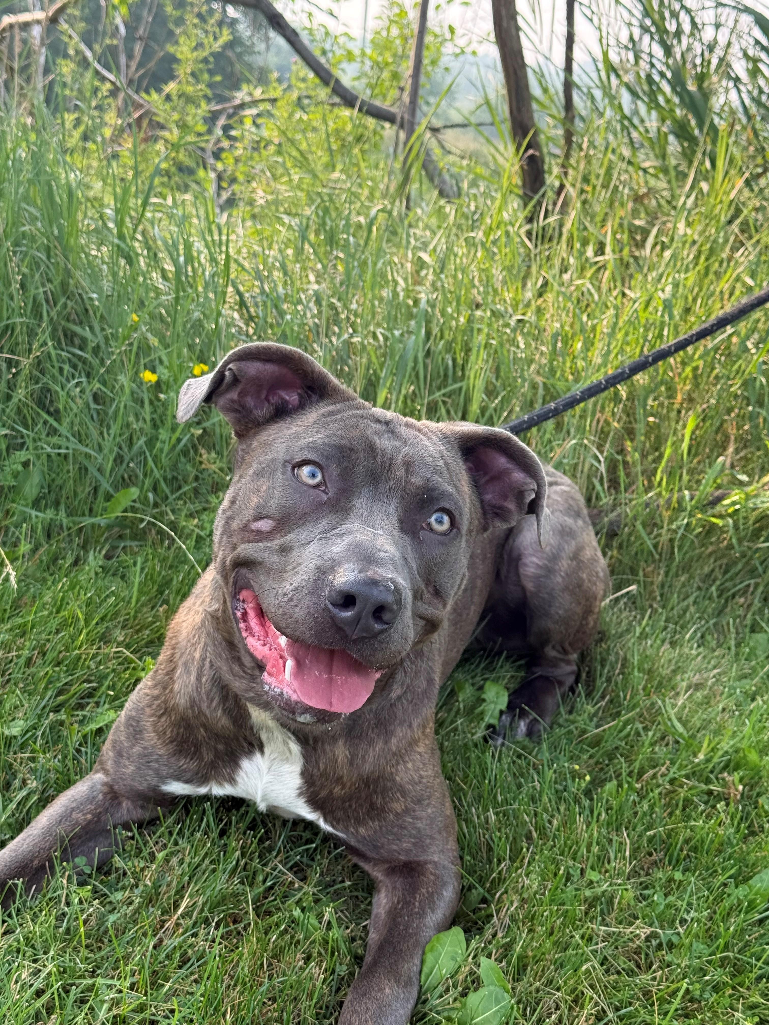 Enlarge Vinny, an adoptable mixed breed in Hamilton, ON image 5/6