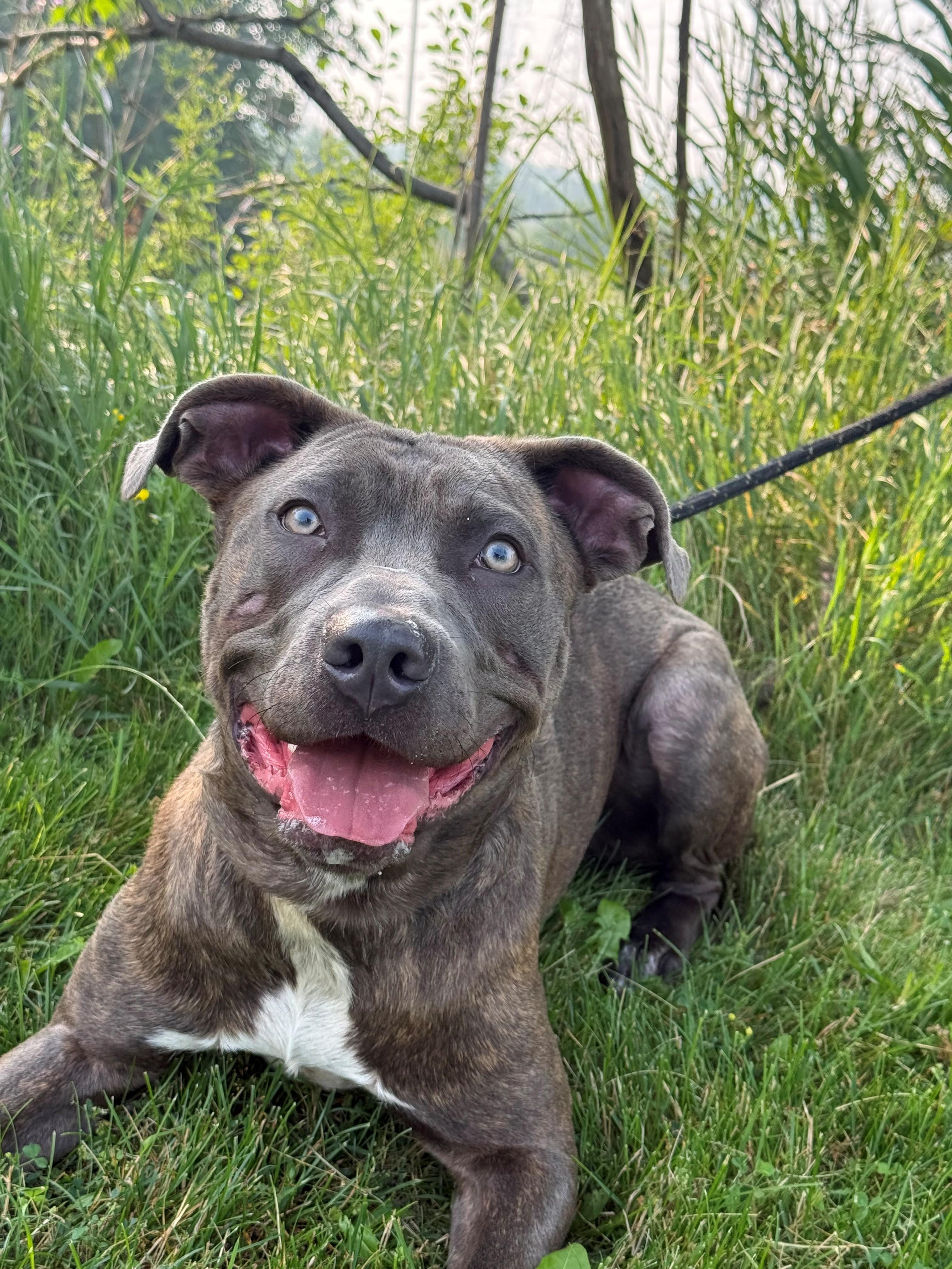 Enlarge Vinny, an adoptable mixed breed in Hamilton, ON image 6/6
