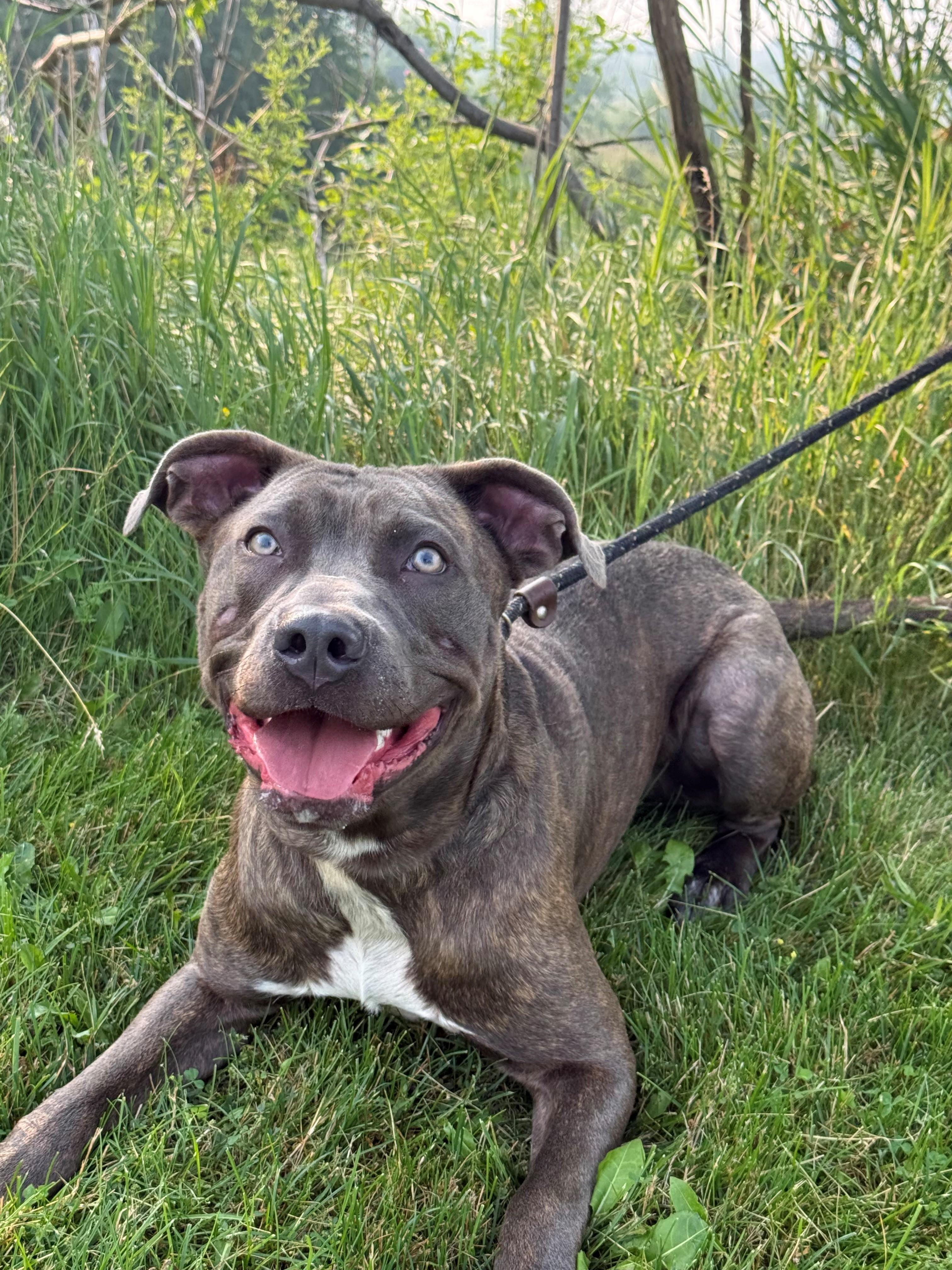 Enlarge Vinny, an adoptable mixed breed in Hamilton, ON image 4/6