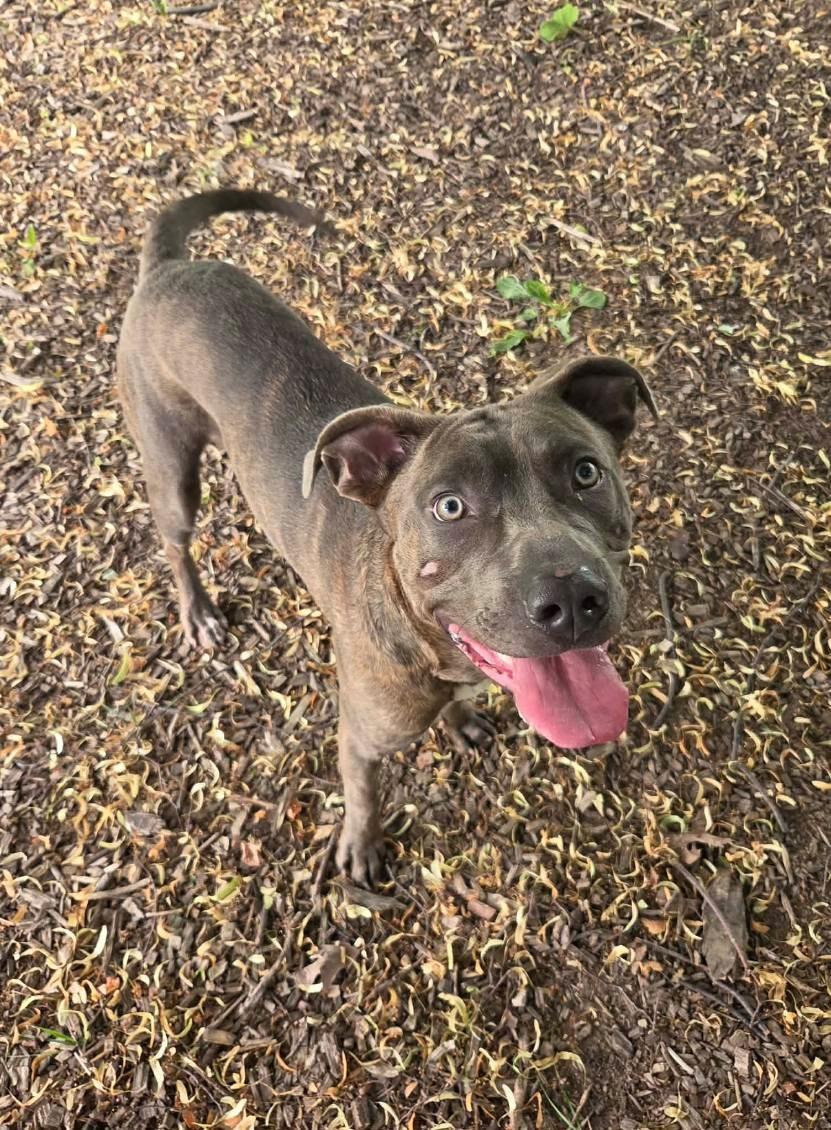 Enlarge Vinny, an adoptable mixed breed in Hamilton, ON image 2/6