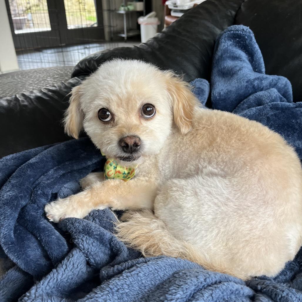 Enlarge Buddy, a Adoptable Havanese in Cashmere, WA image 2/2