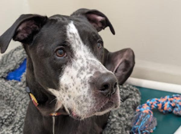 Bruno, Adoptable, Senior Male Pit Bull Terrier & Mixed Breed.
