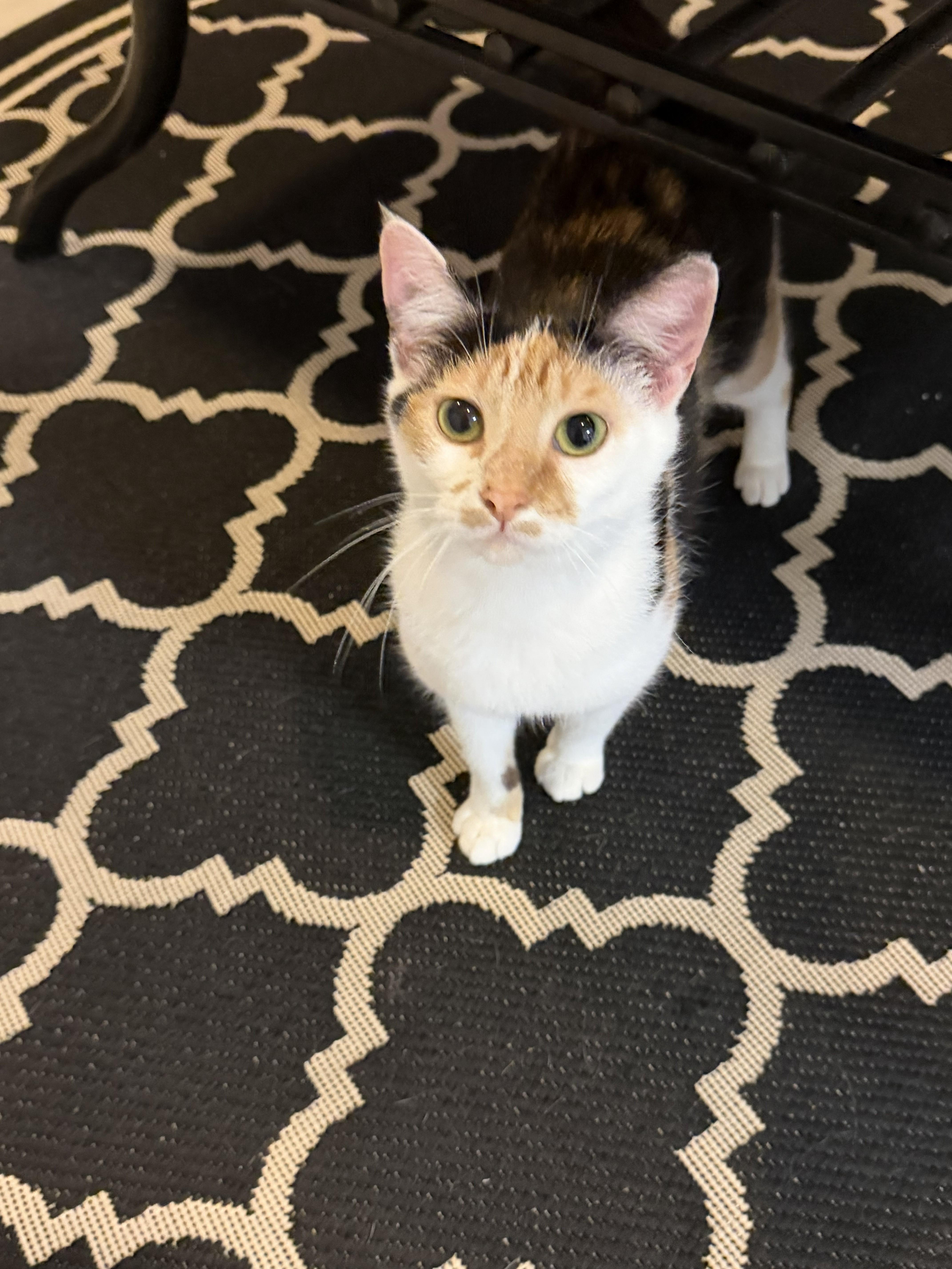Enlarge Buttons&SunShine, an adopted Domestic Short Hair in Aylett, VA image 2/6