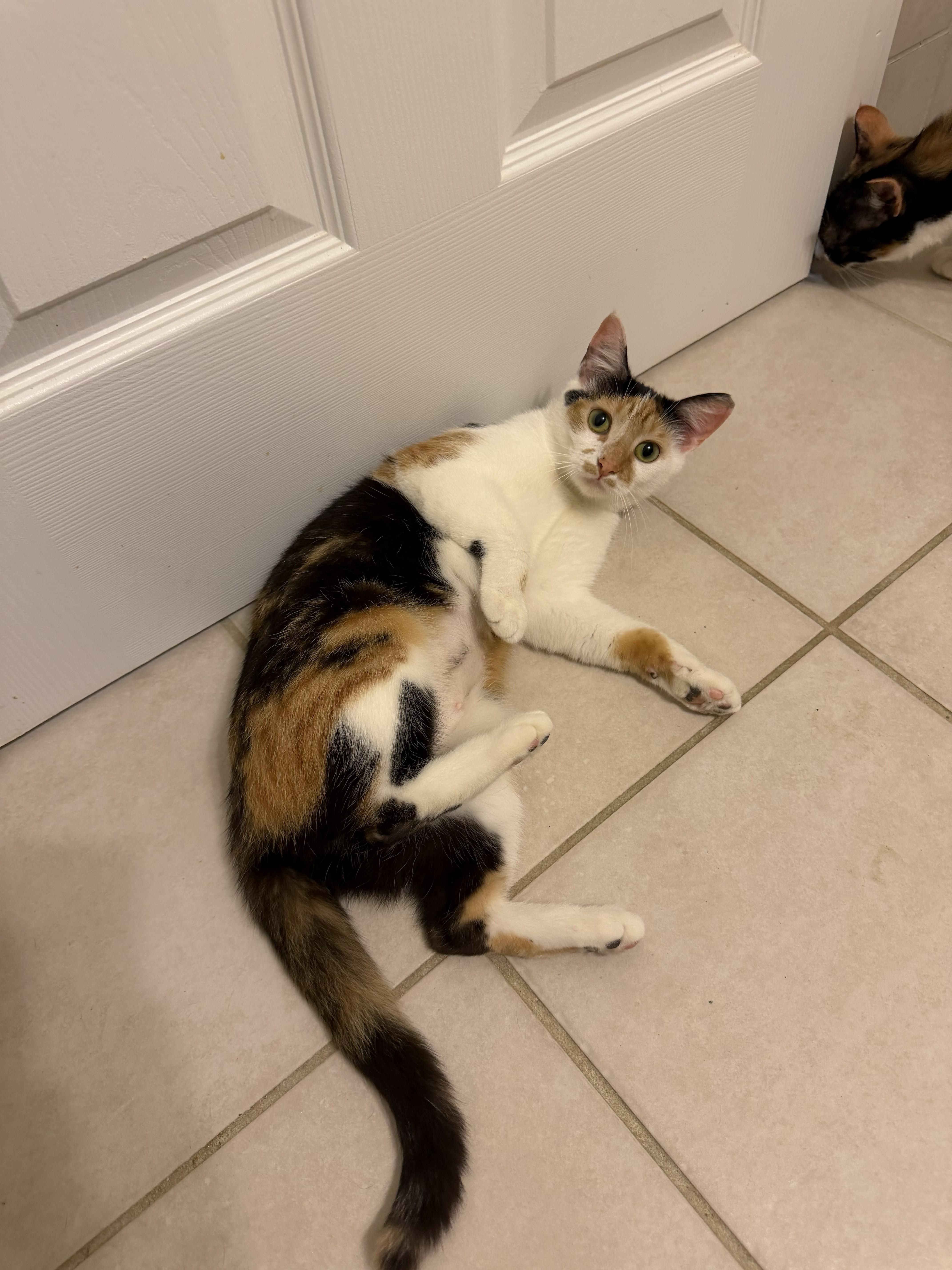 Enlarge Buttons&SunShine, an adopted Domestic Short Hair in Aylett, VA image 4/6