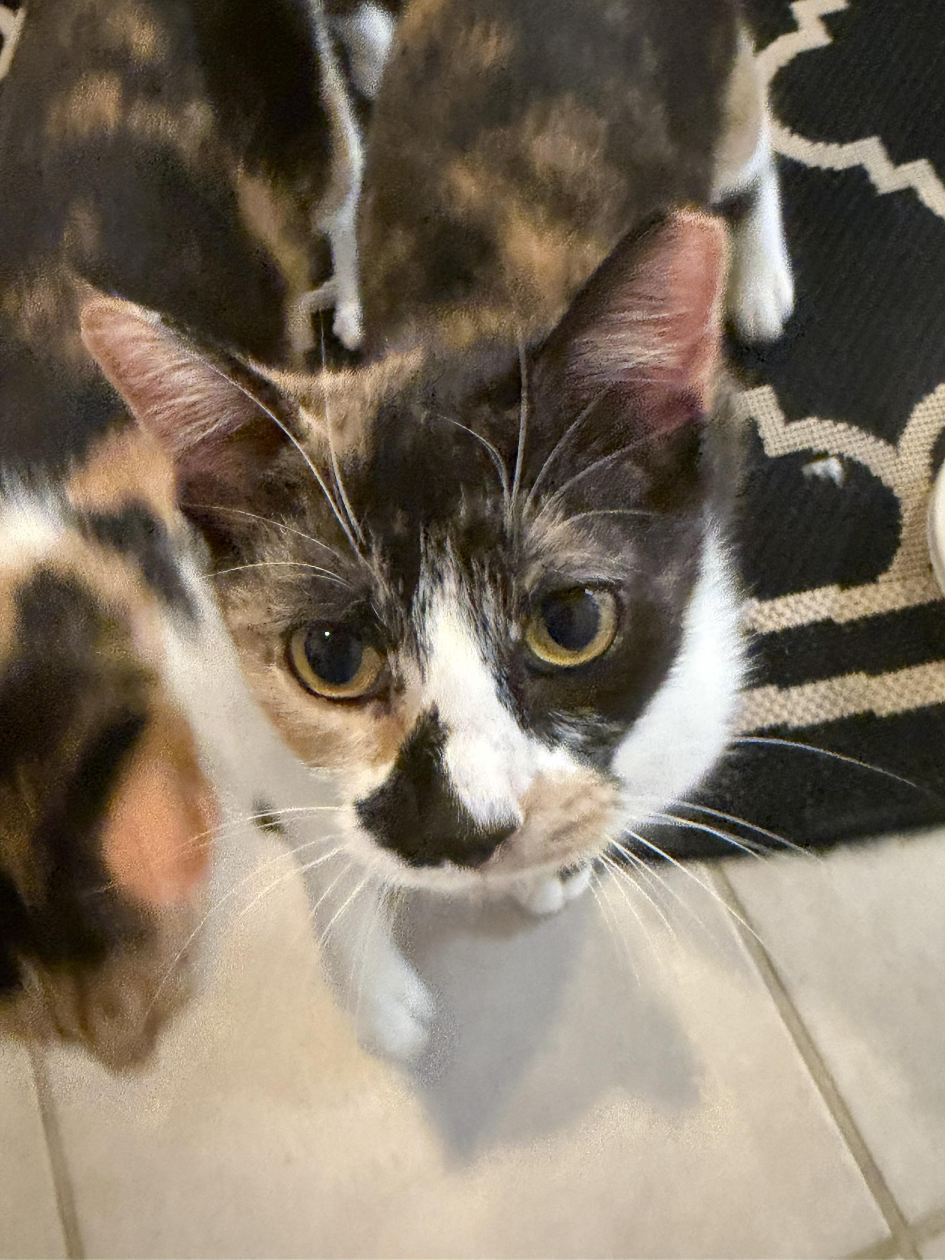 Enlarge Buttons&SunShine, an adopted Domestic Short Hair in Aylett, VA image 3/6