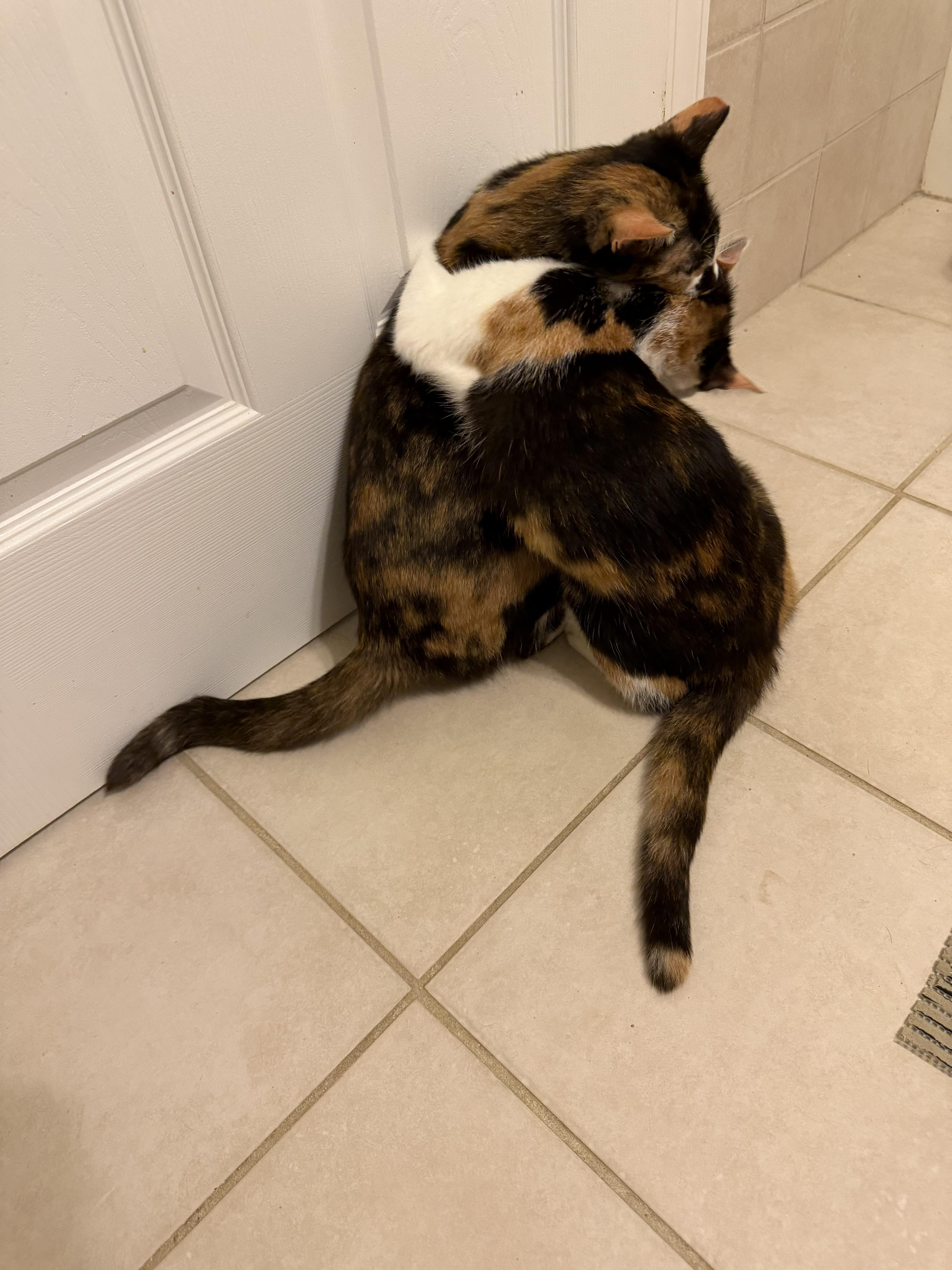 Enlarge Buttons&SunShine, an adopted Domestic Short Hair in Aylett, VA image 5/6