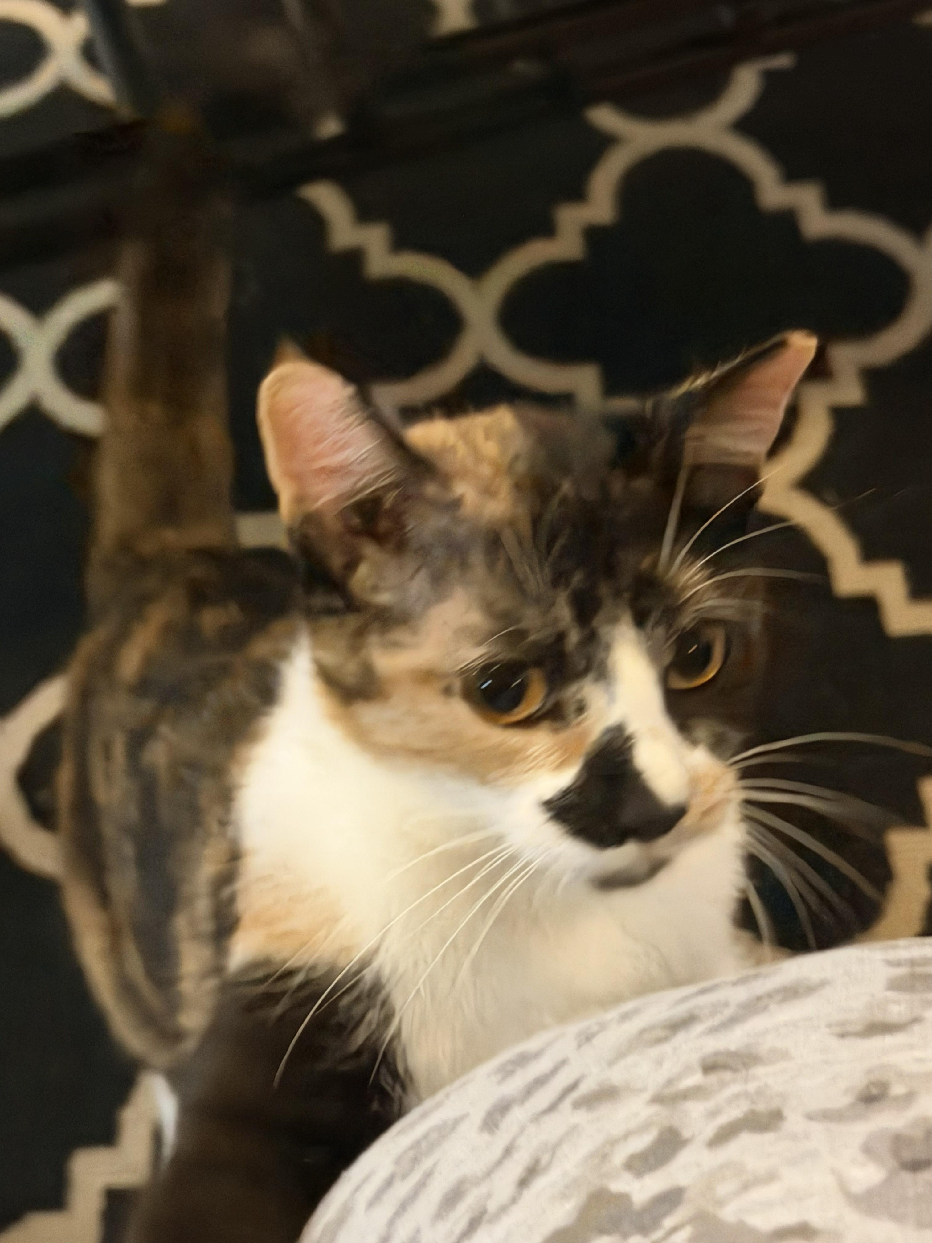 Enlarge Buttons&SunShine, an adopted Domestic Short Hair in Aylett, VA image 6/6