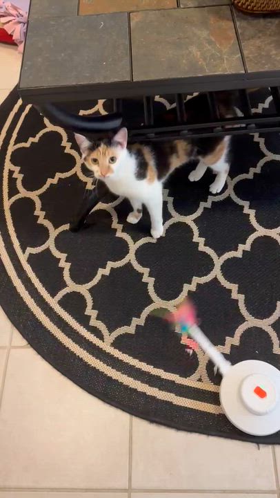 Enlarge Buttons&SunShine, an adopted Domestic Short Hair in Aylett, VA video 1/6