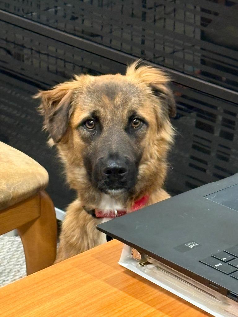 Enlarge Jesse, a Adoptable mixed breed in West Bloomfield, MI image 1/5