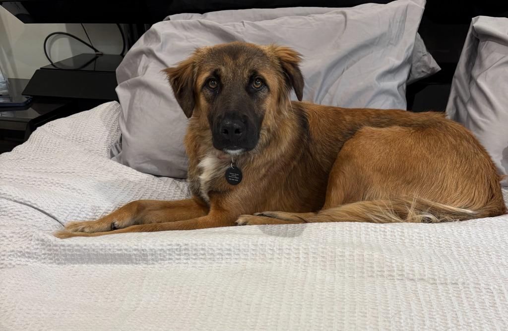 Enlarge Jesse, a Adoptable mixed breed in West Bloomfield, MI image 2/5