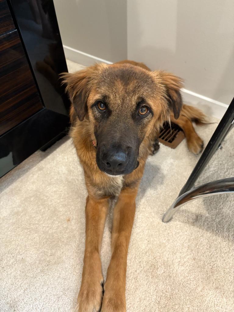Enlarge Jesse, a Adoptable mixed breed in West Bloomfield, MI image 3/5