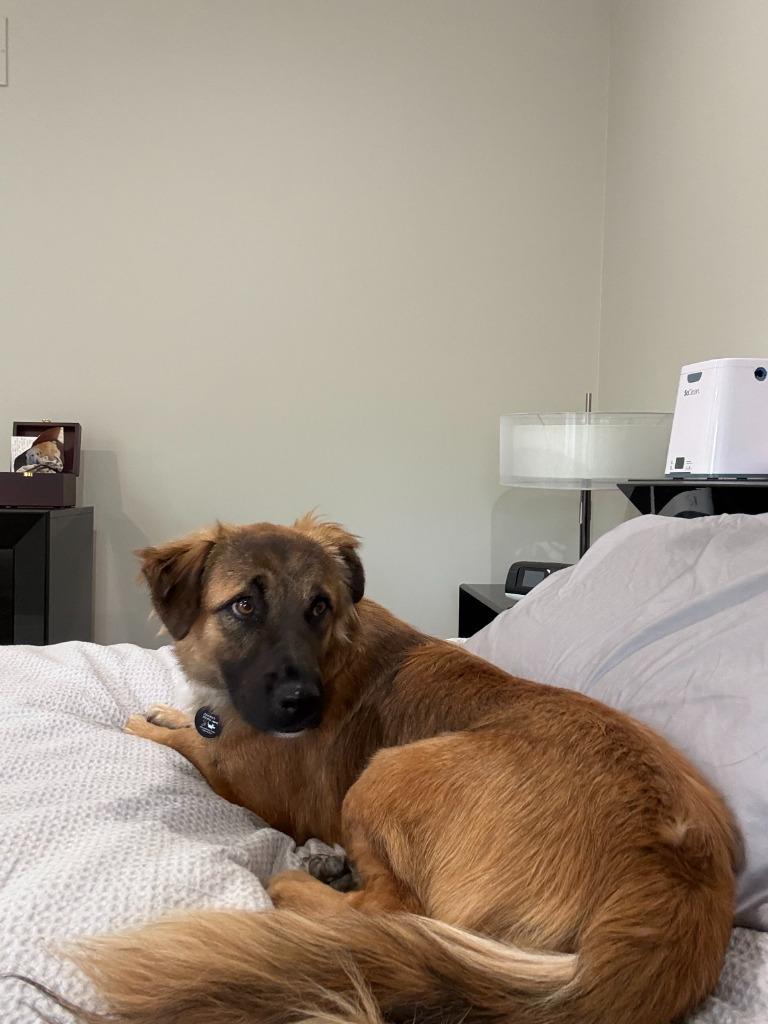 Enlarge Jesse, a Adoptable mixed breed in West Bloomfield, MI image 4/5