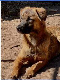Enlarge Jesse, a Adoptable mixed breed in West Bloomfield, MI image 5/5