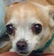 Name coming soon, a Adoptable Chihuahua in North Fort Myers, FL image 1/2