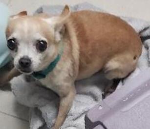 Name coming soon, a Adoptable Chihuahua in North Fort Myers, FL image 2/2