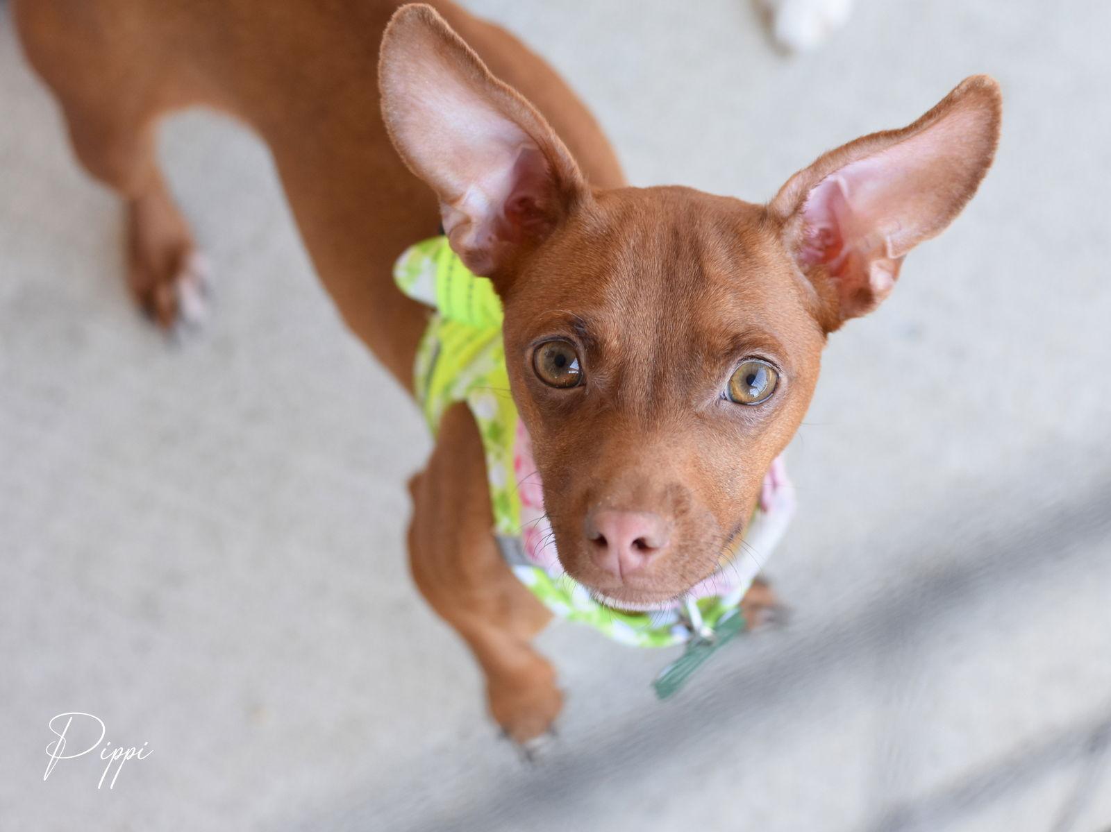 Pippi, Adoptable, Young Female Chihuahua & Dachshund.