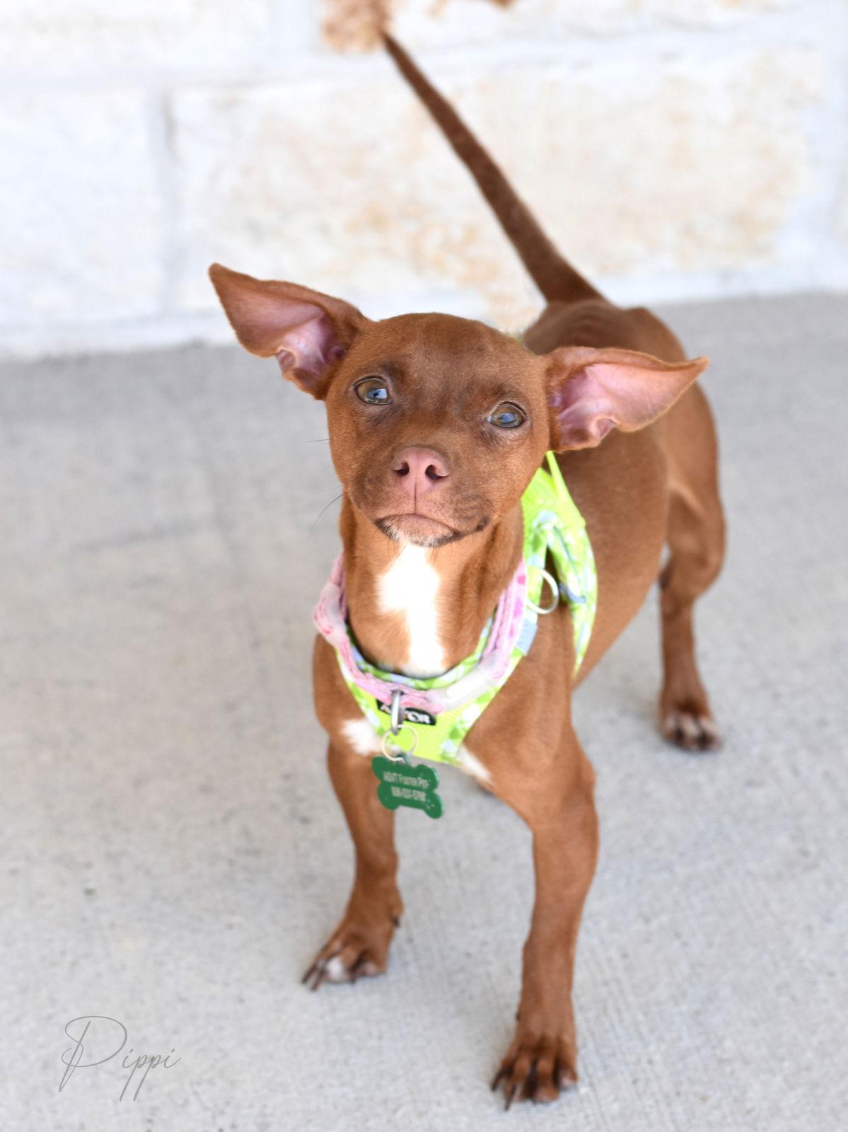 Enlarge Pippi, a Adoptable mixed breed in Montgomery, TX image 2/3