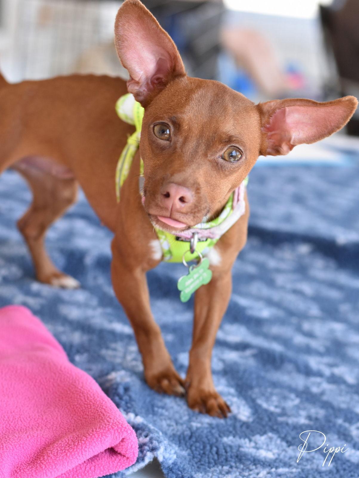 Enlarge Pippi, a Adoptable mixed breed in Montgomery, TX image 3/3