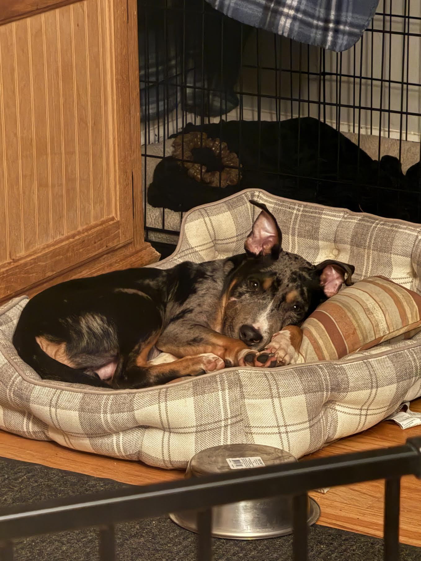 Enlarge Ned, a ADOPTABLE mixed breed in Cumming, GA image 3/4