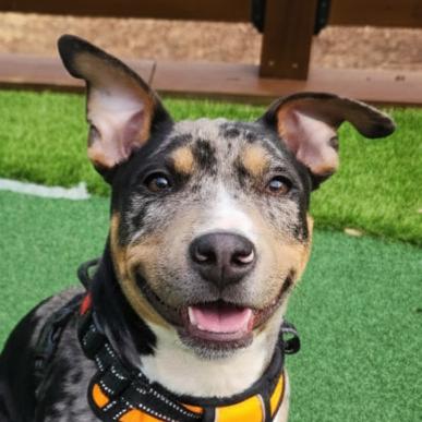 Ned, ADOPTABLE, Puppy Male Cattle Dog & Terrier.