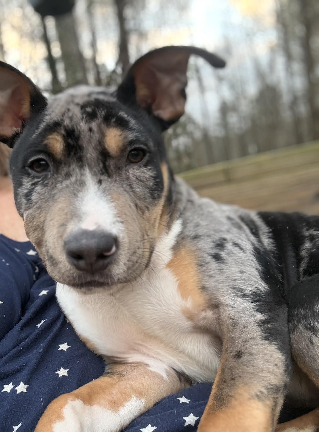 Enlarge Ned, a ADOPTABLE mixed breed in Cumming, GA image 2/4