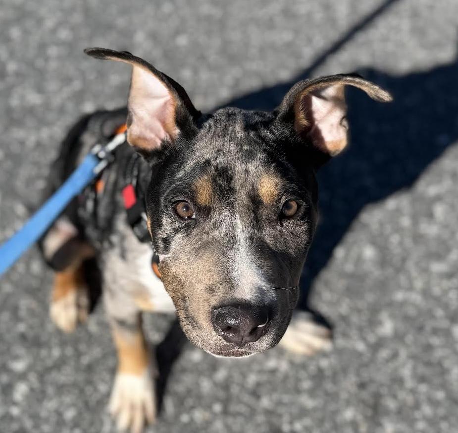 Enlarge Ned, a ADOPTABLE mixed breed in Cumming, GA image 1/4
