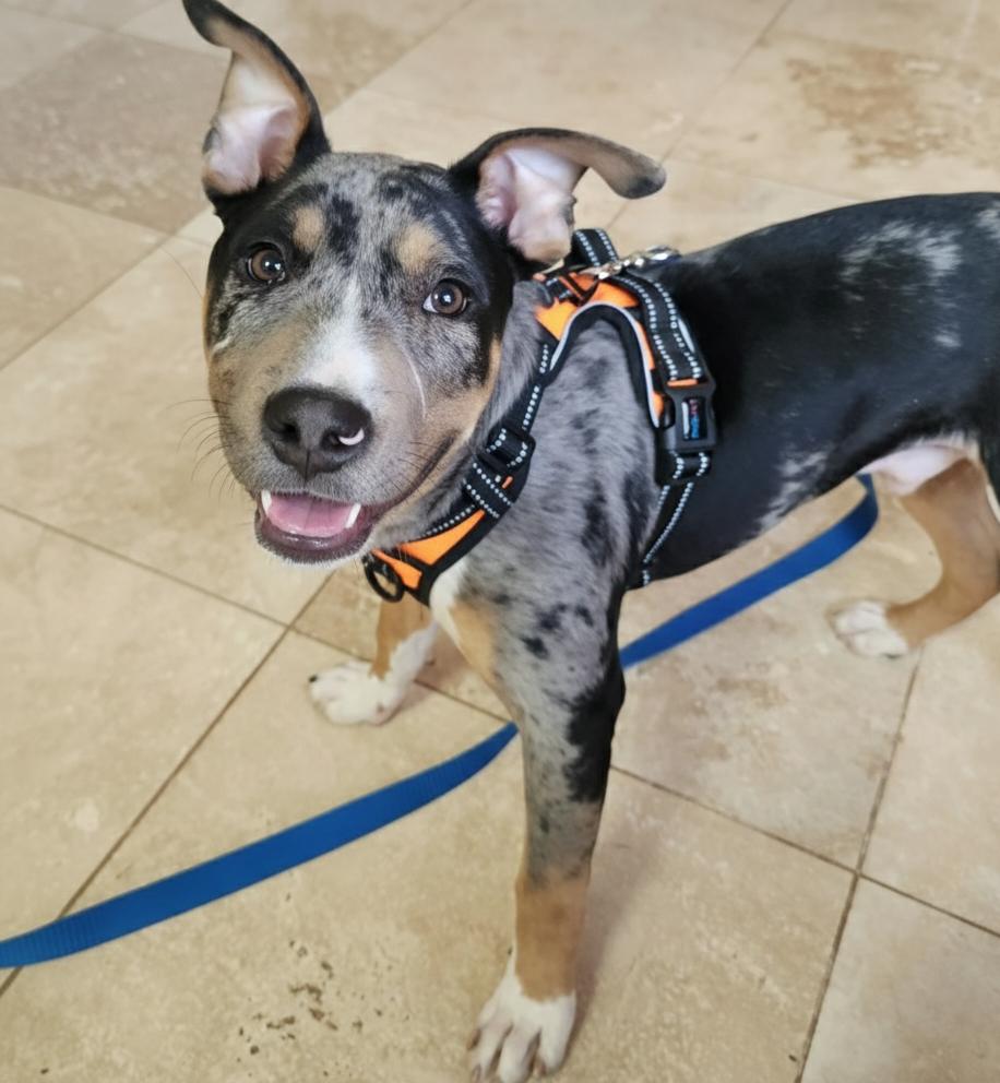 Enlarge Ned, an adopted mixed breed in Cumming, GA image 4/4