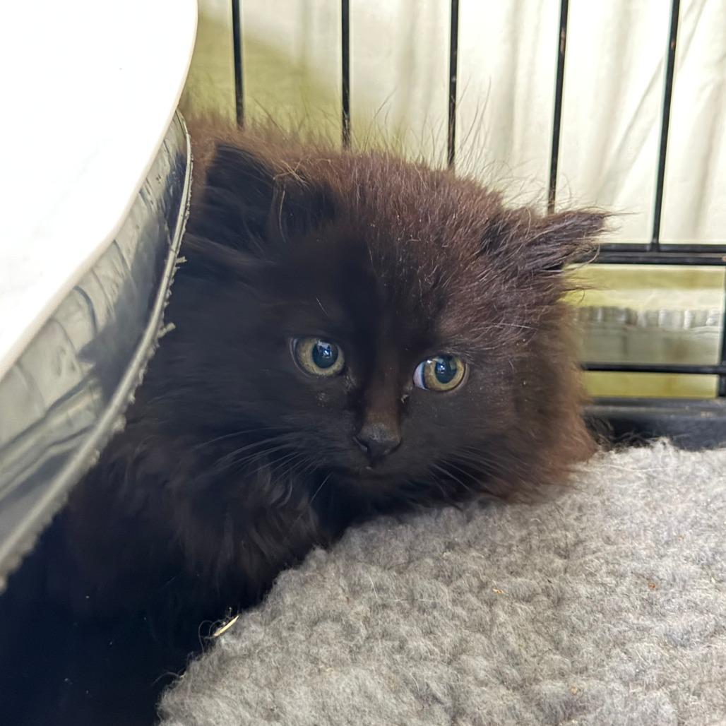 Edie, Adoptable, Kitten Female Domestic Long Hair.