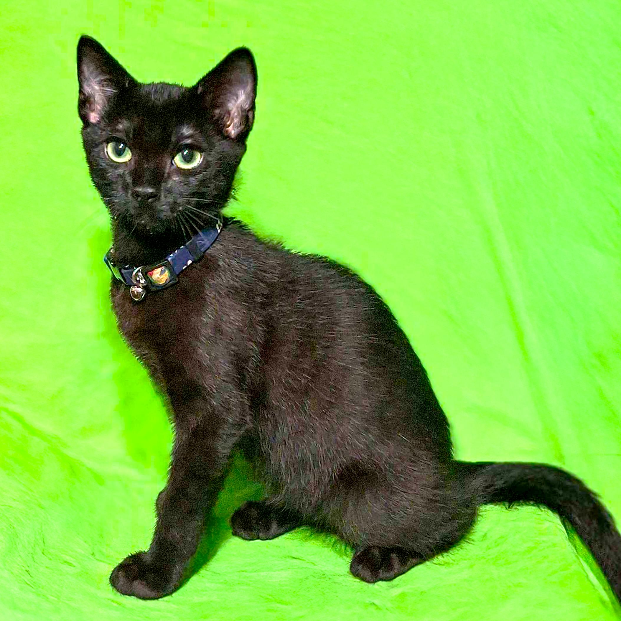 HICCUP THE HANDSOME!