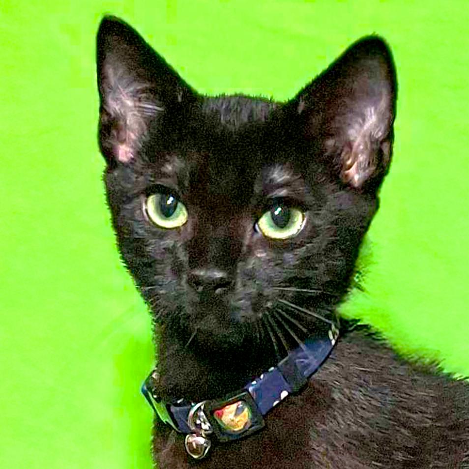 HICCUP THE HANDSOME!