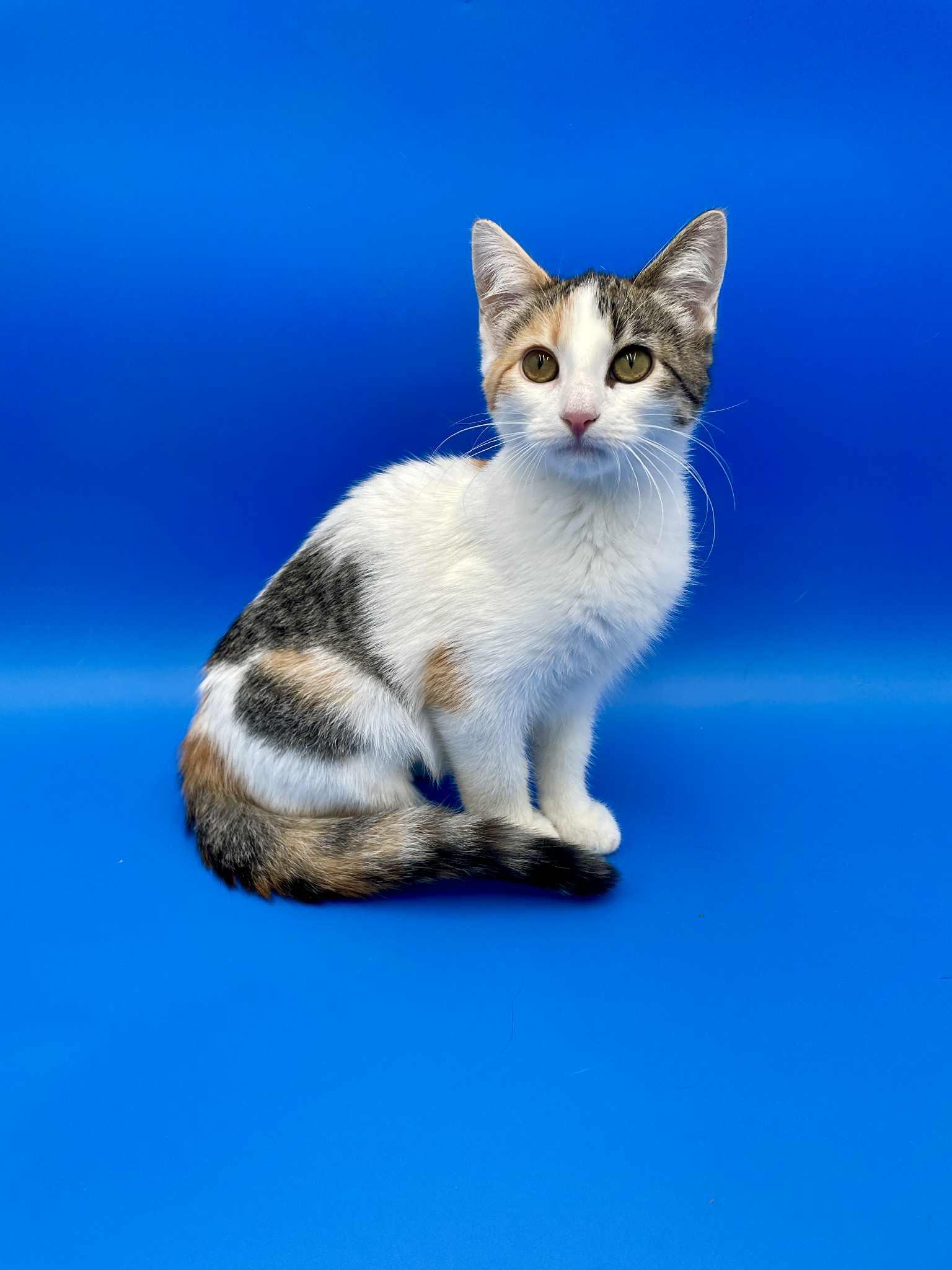 How Much is It to Adopt a Cat: Uncover True Costs Today