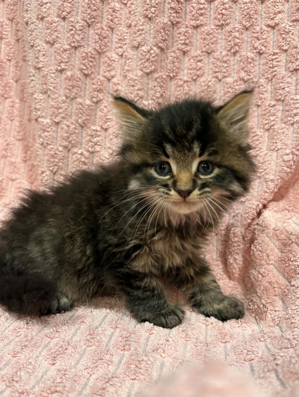 Enlarge BLACKBERRY (bonded with STRAWBERRY), a Adoptable Domestic Short Hair in Tillsonburg, ON image 2/5