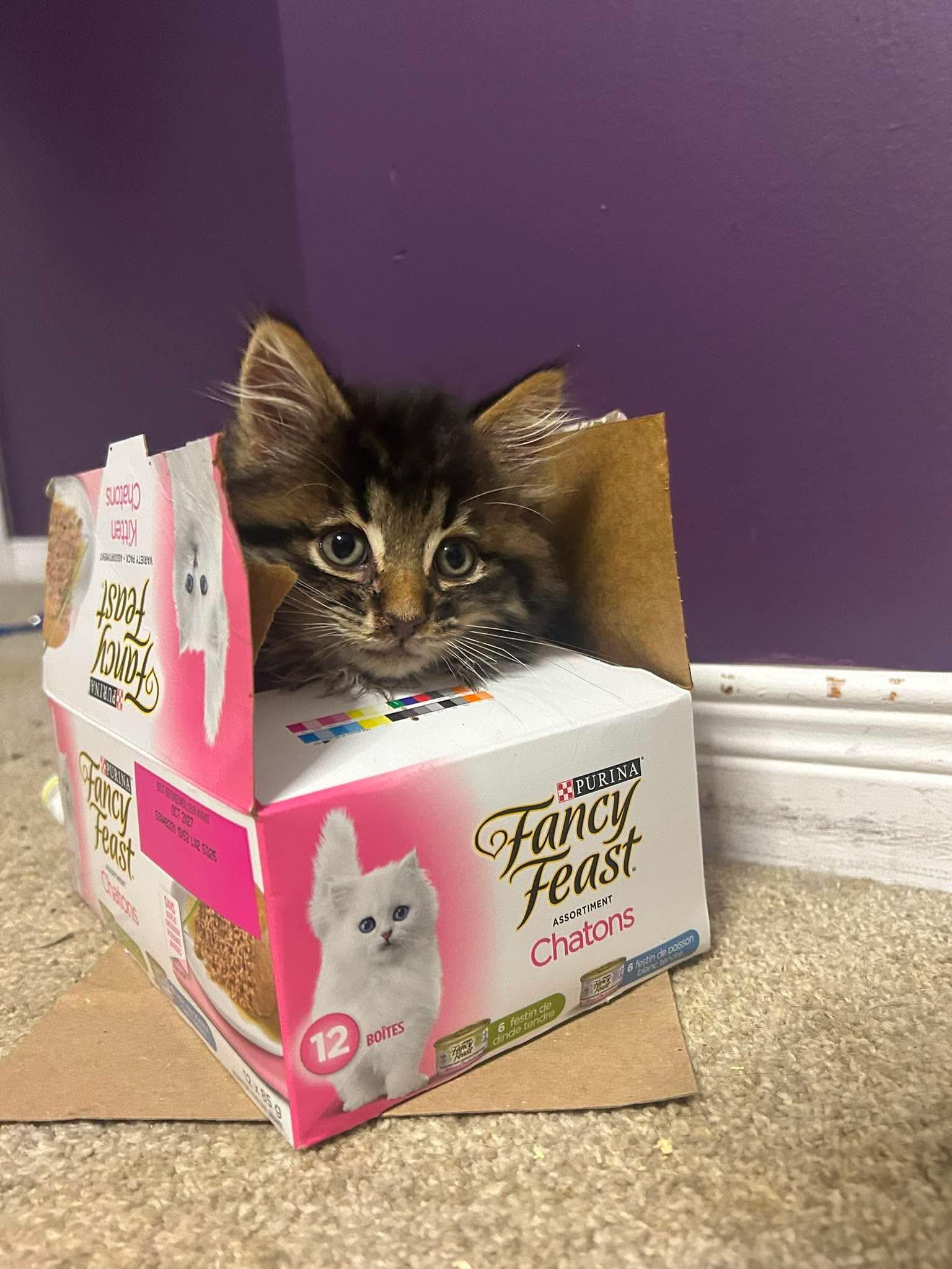 Enlarge BLACKBERRY (bonded with STRAWBERRY), a Adoptable Domestic Short Hair in Tillsonburg, ON image 5/5